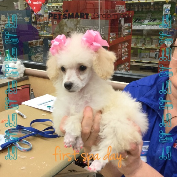 Meet your Posher, Dani - Picture 1 of 1